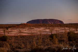 Uluru and a partially lit Field of Light, Yulara NT Australia