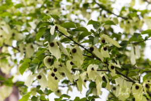 Pale green tree leaves, Honfleur, France