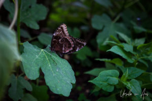 Blue Morpho Peleides at rest, Wye Valley Butterfly Zoo, Herefordshire, UK.