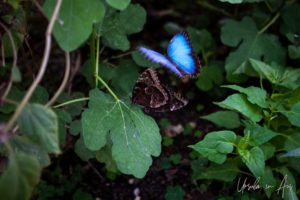 Blue Morpho Peleides at rest and in flight, Wye Valley Butterfly Zoo, Herefordshire, UK.