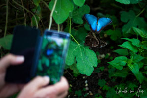 Iphone recording a Blue Morpho Peleides, Wye Valley Butterfly Zoo, Herefordshire, UK.