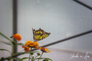Yellow and brown butterfly, Wye Valley Butterfly Zoo, Herefordshire, UK.