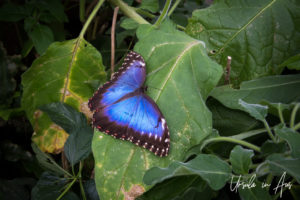 Blue Morpho Peleides, Wye Valley Butterfly Zoo, Herefordshire, UK.