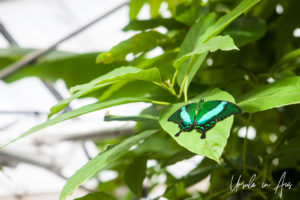 Emerald Swallowtail, Wye Valley Butterfly Zoo, Herefordshire, UK.