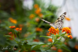 A paper kite butterfly on a lantana, Wye Valley Butterfly Zoo, Herefordshire, UK.