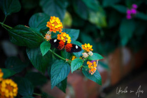 Small Red, Black and White Butterfly, Wye Valley Butterfly Zoo, Herefordshire, UK.