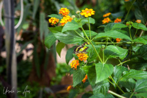 Malachite butterfly on lantana, Wye Valley Butterfly Zoo, Herefordshire, UK.