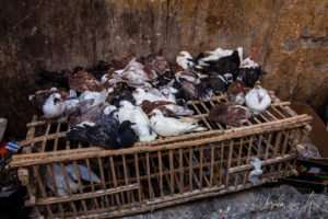 Live pigeons on a wicker box. Luxor market, Egypt