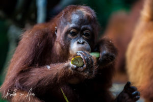 Orangutan Eating, Singapore Zoo
