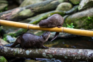 Oriental small-clawed otters, Singapore Zoo