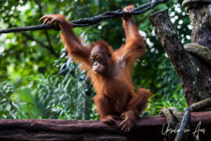 Young Sumatran orangutan at a high wire, Singapore Zoo