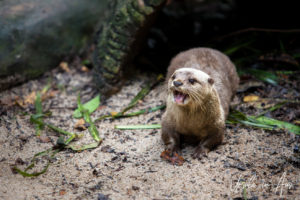 Oriental Small-Clawed Otter, Singapore Zoo