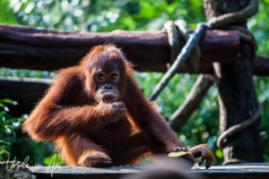 Young Sumatran Orangutan, Singapore Zoo