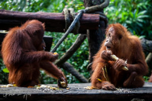 Orangutangs eating, Singapore Zoo