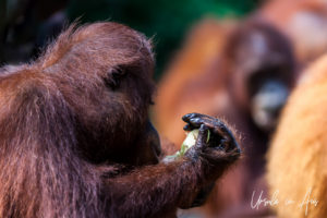 Detail: Orangutang Hand with food, Singapore Zoo