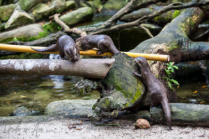 Oriental small-clawed otters, Singapore Zoo