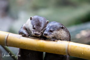 Oriental small-clawed otters, Singapore Zoo
