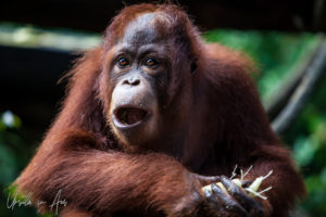 Orangutan with food, Singapore Zoo