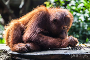 Orangutan with Seeds, Singapore Zoo