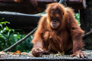 Orangutan with Seeds, Singapore Zoo