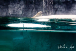 Polar bear swimming, Singapore Zoo