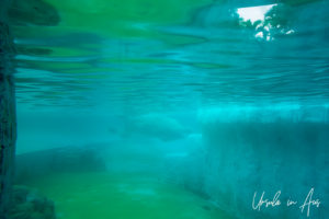 Underwater view of a polar bear swimming, Singapore Zoo