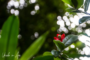 Mickey Mouse Plant, Singapore Zoo