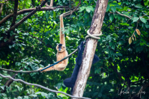 Yellow-Cheeked Gibbon in the trees, Singapore Zoo