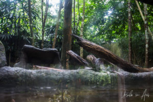 Oriental small-clawed otter enclosure, Singapore Zoo