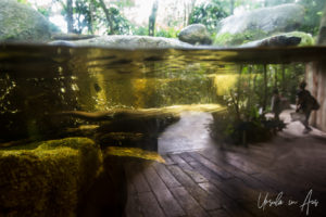 Oriental small-clawed otter enclosure, Singapore Zoo