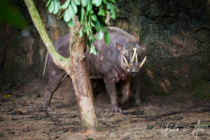 Babirusa, Singapore Zoo