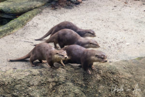 Four Oriental small-clawed otters, Singapore Zoo