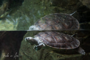 Turtle in an aquarium, Singapore Zoo