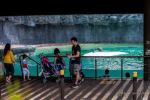 Visitors on the platform over the polar pool in Frozen Tundra, Singapore Zoo