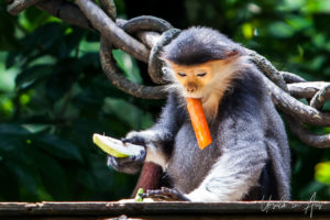 Gray-shanked douc langur, Singapore Zoo