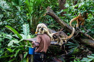 Zoo keeper with howler monkeys all around, Singapore