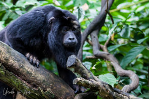 Black Howler Monkey, Singapore Zoo