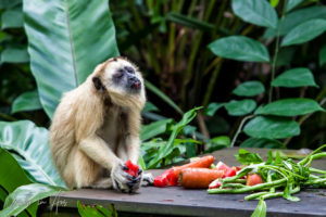 Female Black Howler Monkey eating, Singapore Zoo