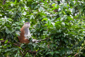 Patas Monkey, Singapore Zoo