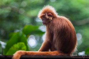 Javan Langur, Singapore Zoo