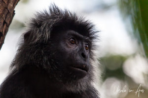 Portrait: Javan Langur, Singapore Zoo