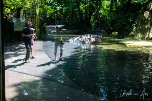 Reflections of people and the hippo pond, Singapore Zoo