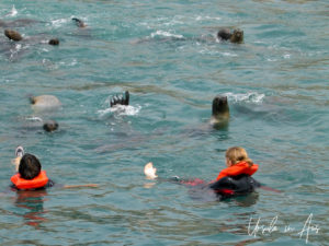 Two women swimming with the sea lions, Palomino Islands Peru