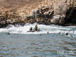 Sea lions on the rocks, Islas Palomino Peru