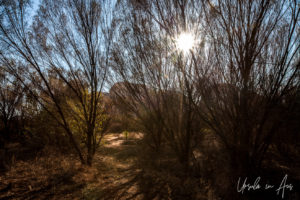 Sun flare through the Trees at Kata Tjuta, NT Australia