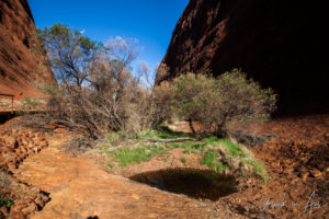 Waterhole, Walpa Gorge, Kata Tjuta, NT Australia