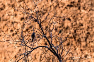 Inland Thornbill and Grey-Headed Honeyeater, Kata Tjuta, NT Australia