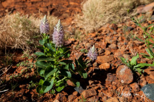 Pink Mulla Mulla, Kata Tjuta, NT Australia
