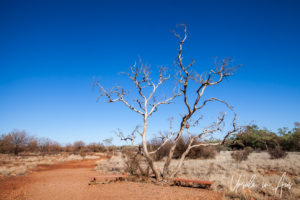 Leafless gum tree and benches, Kata Tjuta, NT Australia