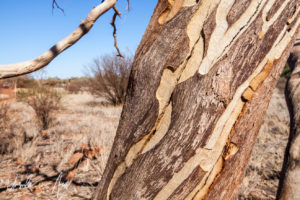 Detail: textured bark of a eucalyptus tree, Kata Tjuta, NT Australia